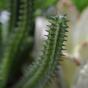 Euphorbia műkaktusz 20 cm