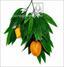 Mango mesterséges ága gyümölcsökkel