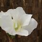 Mesterséges ág Amaryllis fehér 55 cm