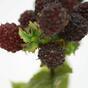 Mesterséges ág Blackberry 45 cm