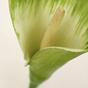 Mesterséges ág Camellia zöld-fehér 55 cm