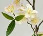 Mesterséges ág Krém cseresznye 120 cm