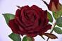 Mesterséges ág Rózsa bordó 60 cm
