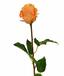 Mesterséges ág Rózsa narancssárga 52 cm