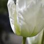 Mesterséges ág Tulipán krém 70 cm