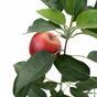 Mesterséges ágú almafa almával 72 cm