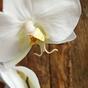 Mesterséges ágú orchidea fehér 55 cm