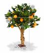 Mesterséges bonsai Citrom narancs 65 cm