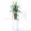 Mesterséges Dracena növény bélelt 140 cm
