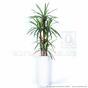 Mesterséges Dracena növény bélelt 140 cm