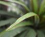Mesterséges Dracena növény bélelt 50 cm