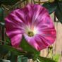 Mesterséges girland Petunia rózsaszín 180 cm