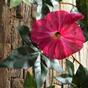 Mesterséges girland Petunia rózsaszín 180 cm