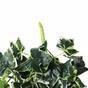 Mesterséges inda Ivy fehér-zöld 80 cm