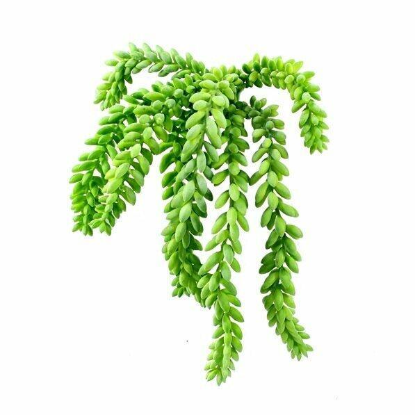 Mesterséges inda Morganov Stonecrop 25 cm