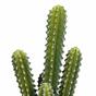 Mesterséges kaktusz 52 cm