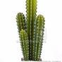 Mesterséges kaktusz San Pedro 55 cm
