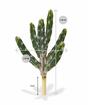 Mesterséges kaktusz Tetragonus 35 cm