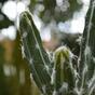 Mesterséges kaktusz Tetragonus 35 cm