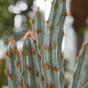 Mesterséges kaktusz Tetragonus Brown 35 cm