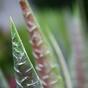 Mesterséges növény Aloe Vera 30 cm