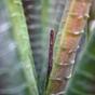 Mesterséges növény Aloe Vera 30 cm