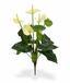 Mesterséges növény Anthurium fehér 40 cm
