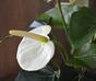 Mesterséges növény Anthurium fehér 40 cm