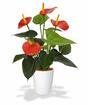 Mesterséges növény Anthurium piros 40 cm