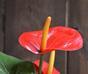 Mesterséges növény Anthurium piros 40 cm