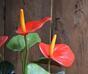 Mesterséges növény Anthurium piros 40 cm