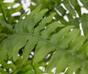 Mesterséges növény bostoni páfrány 40 cm