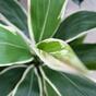 Mesterséges növény Dracena illatos 80 cm