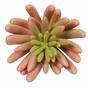 Mesterséges növény Echeveria pink 11 cm