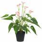 Mesterséges növény Fehér-rózsaszín calla 50 cm