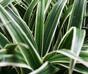 Mesterséges növény Greenfinch címeres 30 cm
