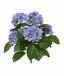 Mesterséges növény Hortenzia kék 40 cm