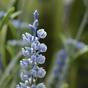 Mesterséges növény Levendula kék 50 cm