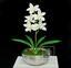 Mesterséges növény Orchidea Cymbidium krém 50 cm
