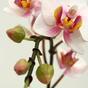 Mesterséges növény Orchidea rózsaszín 50 cm