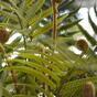 Mesterséges növény Páfrány 75 cm