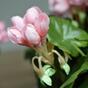 Mesterséges növény Pakost rózsaszín 40 cm