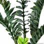 Mesterséges növény Zamiokulkas 75 cm
