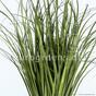 Mesterségesen barázdált fűcsomó Közös nád 80 cm