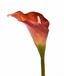 Művirág Calla narancssárga 55 cm