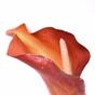 Művirág Calla narancssárga 55 cm