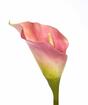 Művirág Kala rózsaszín 55 cm