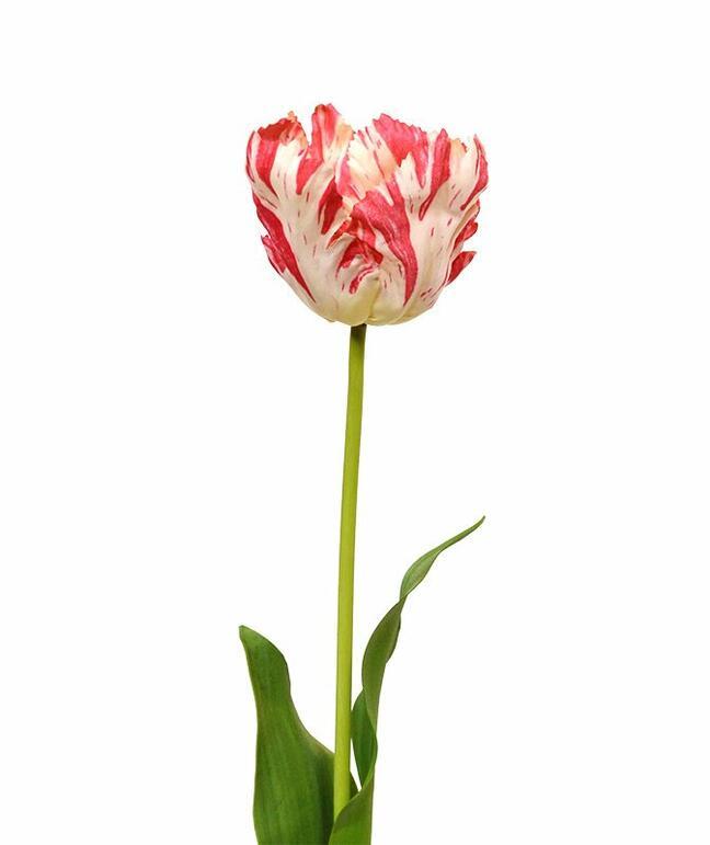 Művirág Tulipán piros-fehér 70 cm