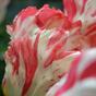 Művirág Tulipán piros-fehér 70 cm